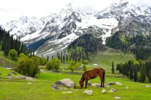 Tranquil Retreat In Kashmir